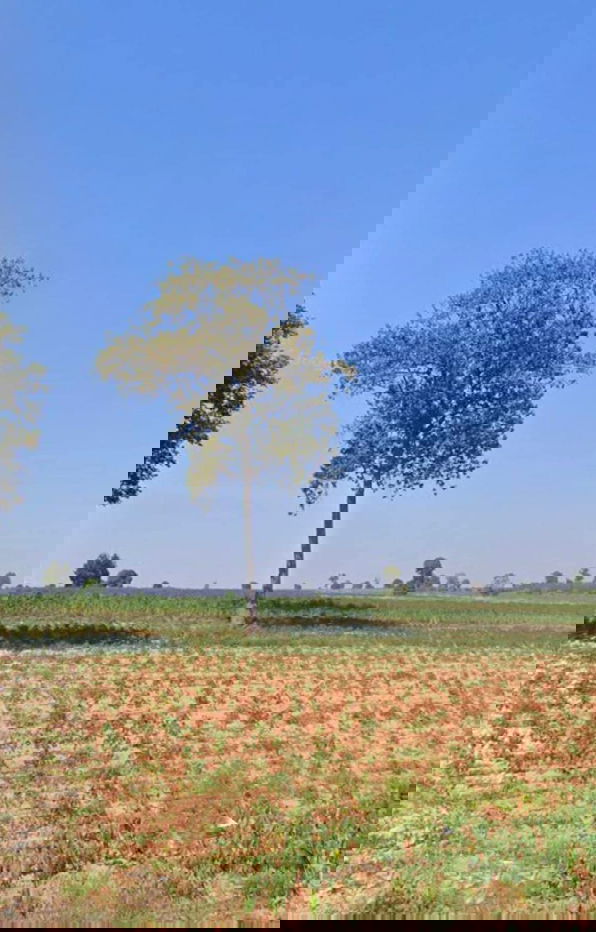 รูป ขายที่ดินตำบลลุงเขว้าหนองบุญมากจังหวัดนครราชสีมา  พื้นที่ 105-0-90ไร่โฉนด​   - รูปที่ 2/4