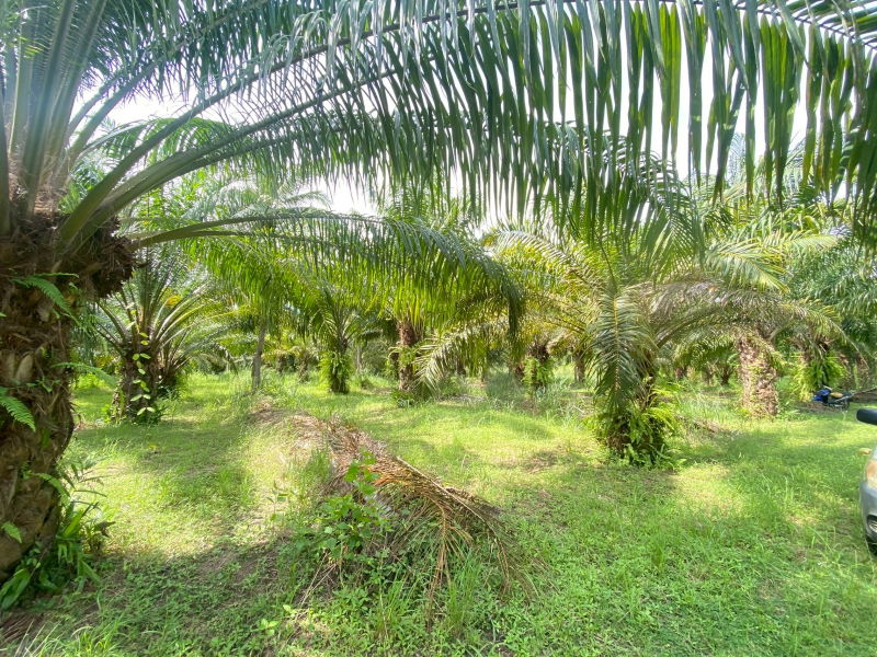 รูป ขายที่ดินสวย อำเภอหัวหิน ทับใต้ จังหวัดประจวบฯ 27 ไร่ 2งาน 64 ตารางวา เหมาะทำโครงการบ้านจัดสรร/รีสอร์ทได้ - รูปที่ 5/9