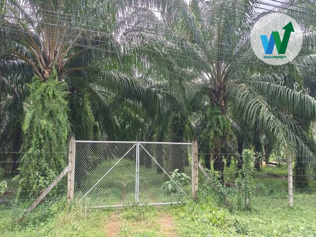picture Land Palm plantation At Khuan Khanun Phatthalung - 4/7