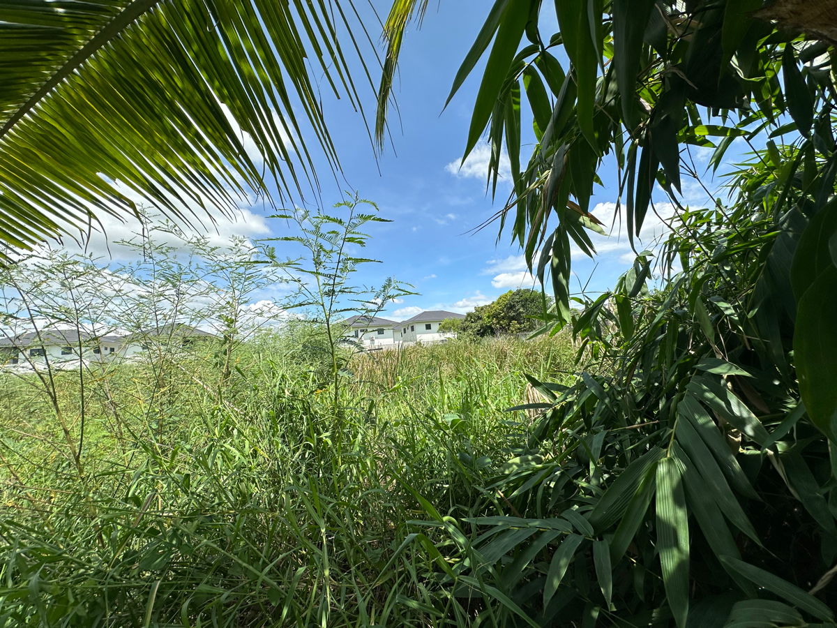 รูป ให้เช่าที่ดินผืนใหญ่ ทำเลทอง – ซอยวัดพระเงิน (ถนนบางคูลัด - วัดพระเงิน) บางใหญ่ นนทบุรี – 14 ไร่ 2 งาน 41 ตร.ว. - รูปที่ 16/24