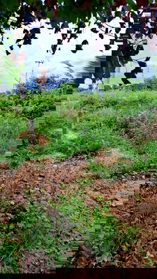 ที่ดิน พนัสนิคม ชลบุรี : ขายที่ถมแล้ว ขายถูก ใกล้ถนนทางหลวง 3025 ( ท่าข้าม-สระสี่เหลี่ยม ) เนื้อที่  200  ตรว. ต.ท่าข้าม อ.พนัสนิคม จ.ชลบุรี