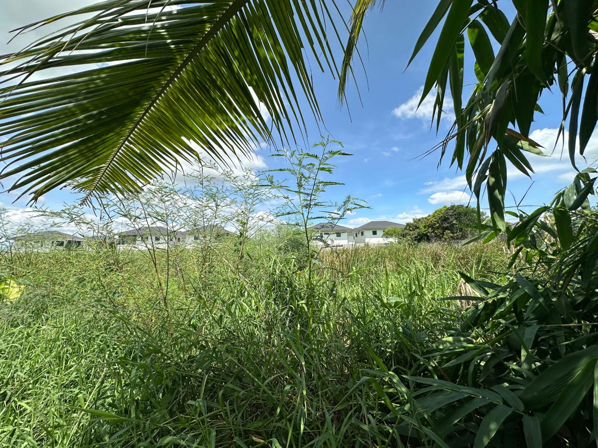 รูป ให้เช่าที่ดินผืนใหญ่ ทำเลทอง – ซอยวัดพระเงิน (ถนนบางคูลัด - วัดพระเงิน) บางใหญ่ นนทบุรี – 14 ไร่ 2 งาน 41 ตร.ว. - รูปที่ 5/24