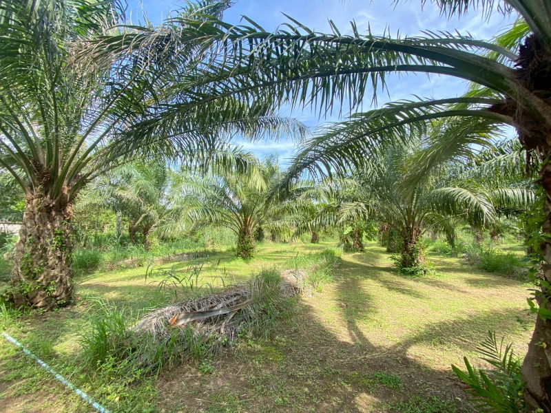 รูป ขายที่ดินสวย อำเภอหัวหิน ทับใต้ จังหวัดประจวบฯ 27 ไร่ 2งาน 64 ตารางวา เหมาะทำโครงการบ้านจัดสรร/รีสอร์ทได้ - รูปที่ 6/9