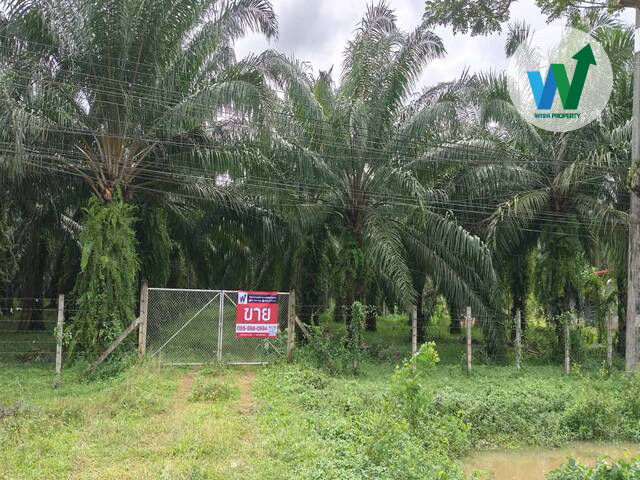 picture Land Palm plantation At Khuan Khanun Phatthalung - 1/7