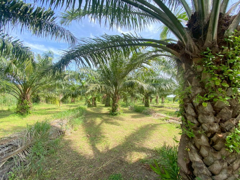 รูป ขายที่ดินสวย อำเภอหัวหิน ทับใต้ จังหวัดประจวบฯ 27 ไร่ 2งาน 64 ตารางวา เหมาะทำโครงการบ้านจัดสรร/รีสอร์ทได้ - รูปที่ 7/9