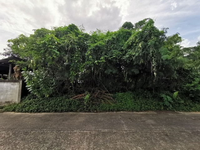picture FOR SALE LAND PROPERTY 2720000 BAHT. - 1/8