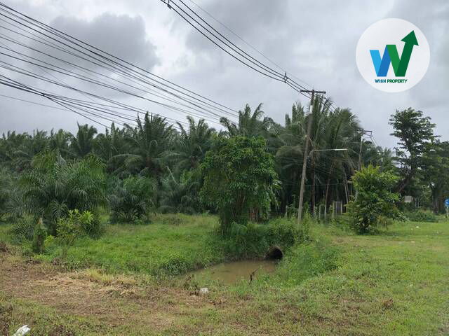 picture Land Palm plantation At Khuan Khanun Phatthalung - 3/7