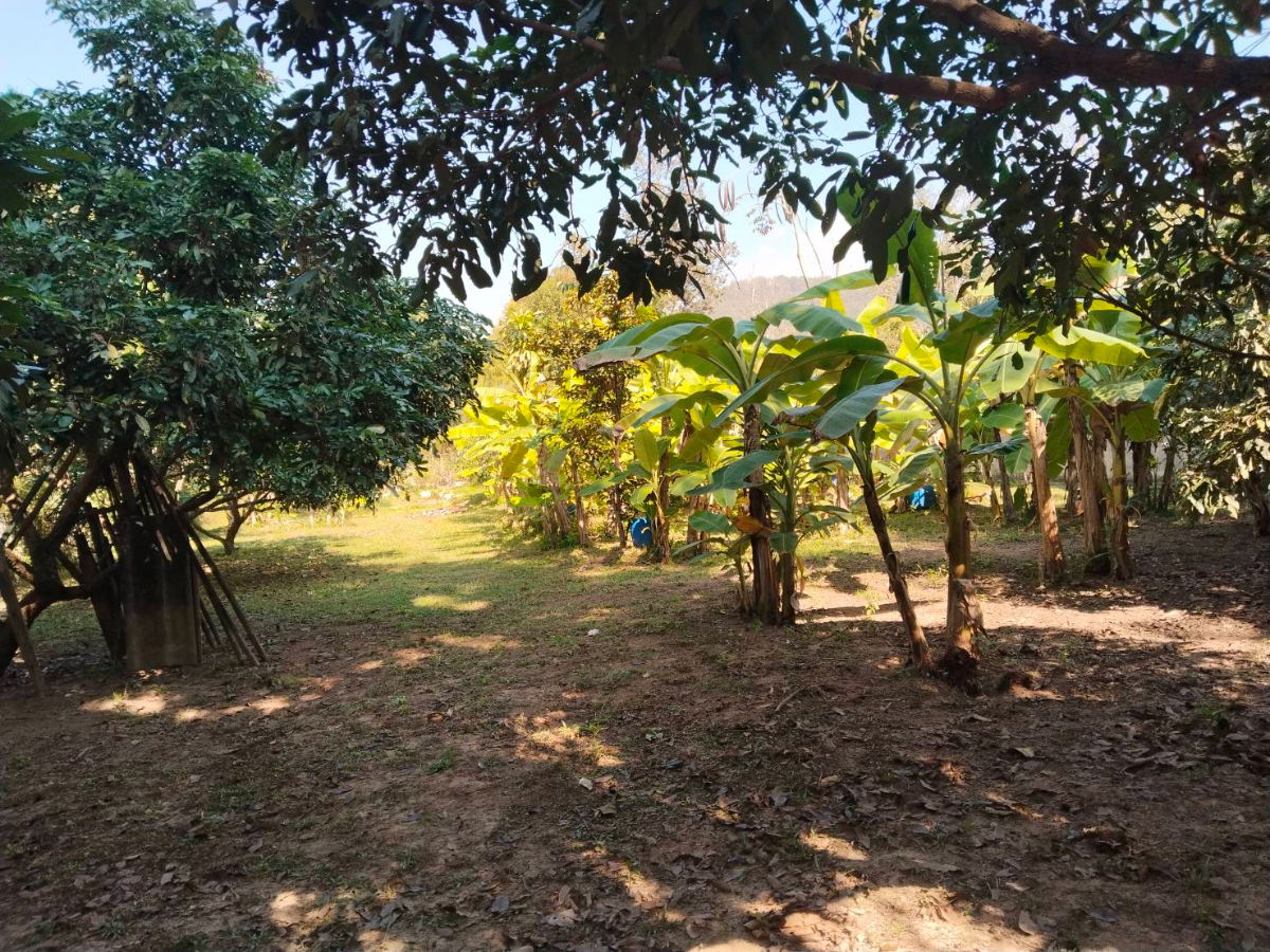 รูป ขายบ้านสวนในซอยสเต๊กผาป่อง ถนน ดอยสะเก็ดเชียงราย - รูปที่ 11/12