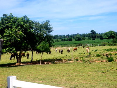 โรงงาน ด่านขุนทด โคราช : 🚩 ขายที่ดิน พร้อมฟาร์มปศุสัตว์โครงสร้างครบ ขนาด 26 – 3 -19 ไร่ ตำบลสระจระเข้ อำเภอด่านขุนทด นครราชสีมา