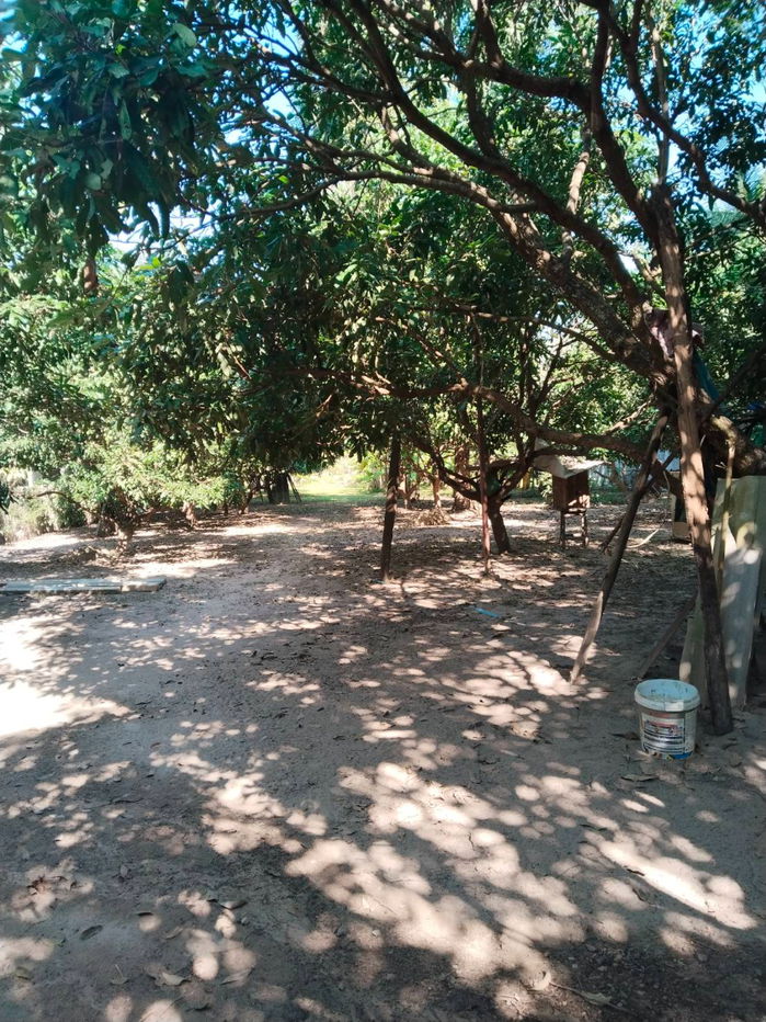 รูป ขายบ้านสวนในซอยสเต๊กผาป่อง ถนน ดอยสะเก็ดเชียงราย - รูปที่ 12/12