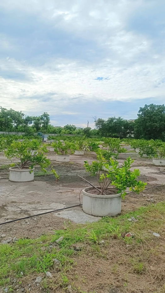 รูป ขาย​ที่ดินตำบลหมื่น​ไว​ติด​ถนน​มิตรภาพ​เมือง​นครราชสีมา​11ไร่3งาน - รูปที่ 5/6