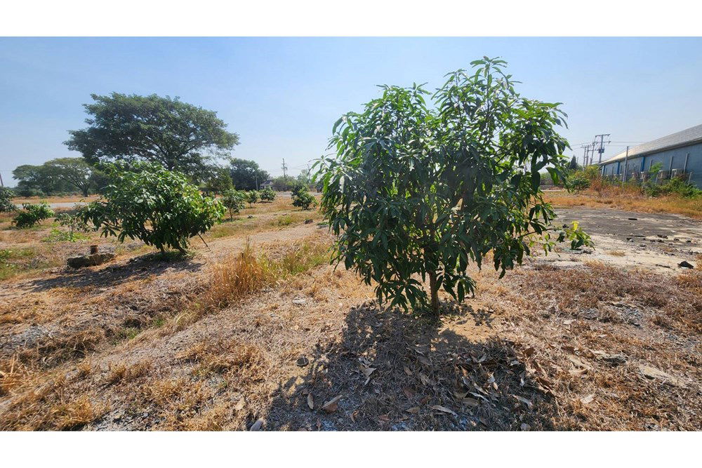 รูป [920311006-288] LAND FOR SALE in Pathum Thani-Khlong 6 Province - รูปที่ 12/18