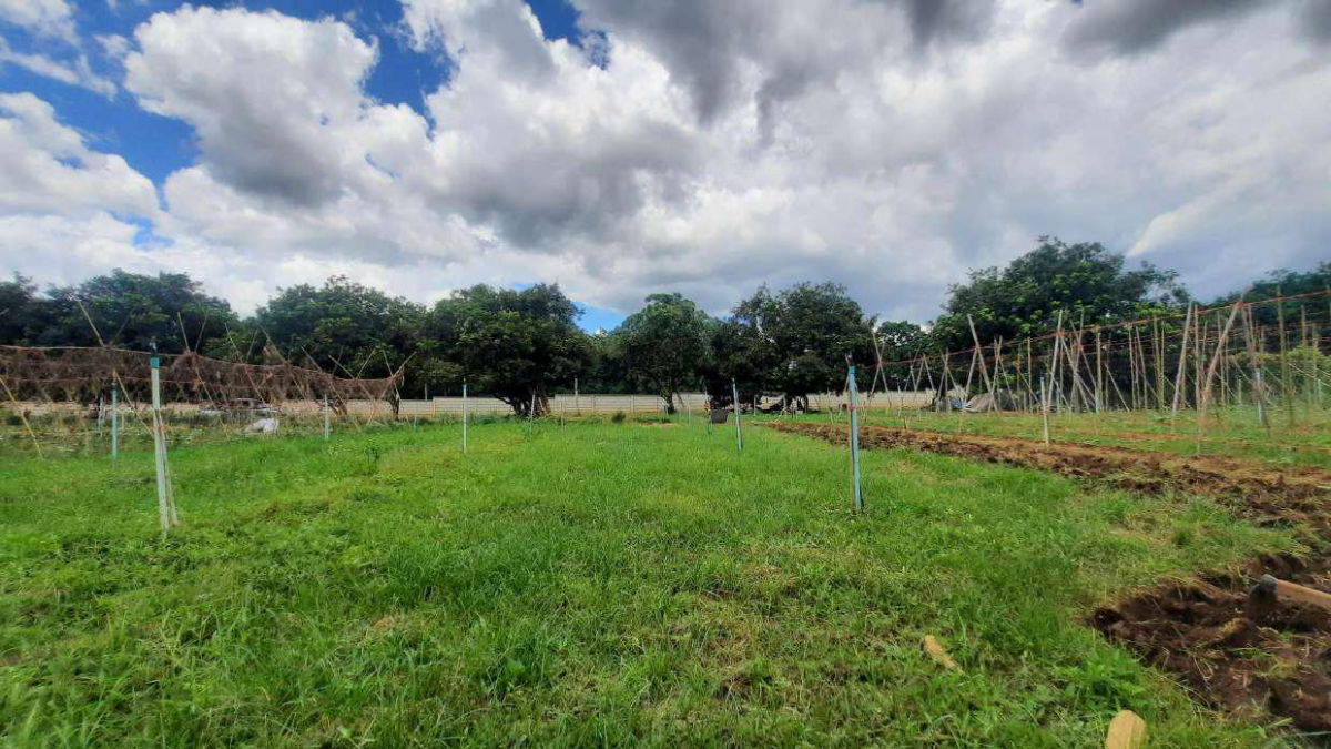 picture Land for Sale in Pak Chong – 2 Rai Prime location near Big Mountain, roadside access, easy and convenient transportation. - 5/8