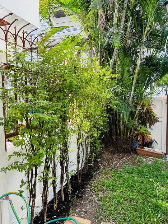 รูป บ้านเดี่ยว สุขุมวิท 31 - ใกล้ BTS พร้อมพงษ์ 5 ห้องนอน - รูปที่ 15/17