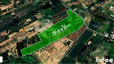 ที่ดิน สุพรรณบุรี : 🎋 ขายด่วน! สวนไผ่ซางหม่น 75 ไร่ สุพรรณบุรี—พร้อมเก็บเกี่ยว ทำเงินได้ทันที!