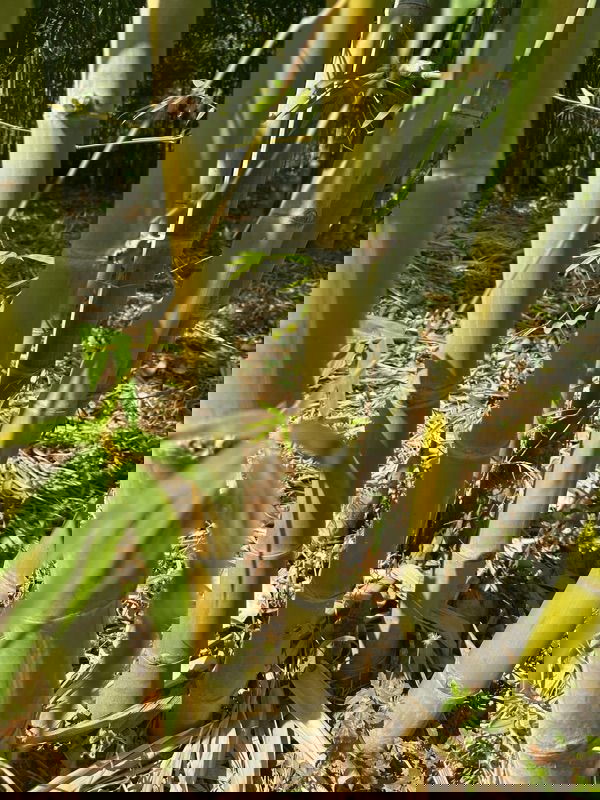 รูป 🎋 ขายด่วน! สวนไผ่ซางหม่น 75 ไร่ สุพรรณบุรี—พร้อมเก็บเกี่ยว ทำเงินได้ทันที! - รูปที่ 5/11