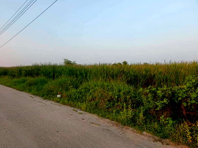 ที่ดิน บิ๊กซี บางใหญ่ : ขายที่ดินเปล่า 297 ตร.ว. ต.บางม่วง อ.บางใหญ่ นนทบุรี ตรว.ละ 20,000 บาท | ใกล้ตลาดคุ้มทรัพย์ ตลาดล่ำซำ ตลาดนัดลุงออม 