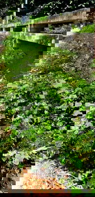 ที่ดิน เขตพระโขนง : ขายที่ดิน 1 ไร่ ซอยสุขุมวิท64   ที่สวยแปลงสี่เหลี่ยม ไฟฟ้า ประปาพร้อมใช้ ใก้ลBTSปุณณวิถี ทางด่วน ทรูดิจิตอลพาร์ค