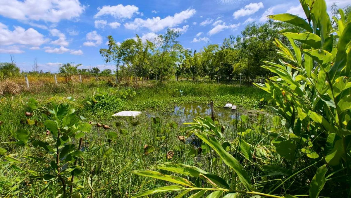 รูป ขายที่ดิน 2 งาน 95 ตารางวา ที่ดินทำการเกษตร+บ้านไม้ อำเภอองครักษ์ จังหวัดนครนายก - รูปที่ 4/5