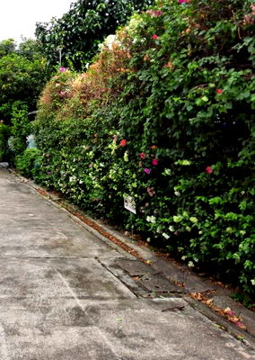 ที่ดิน เขตพระโขนง : ขายที่ดิน 400ตร.ว ซอยสุขุมวิท64  ที่สวยแปลงสี่เหลี่ยม ไฟฟ้า ประปาพร้อมใช้  ใก้ลBTSปุณณวิถี ทางด่วน ทรูดิจิตอลพาร์ค