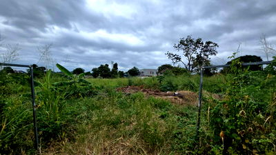 ที่ดิน ศรีราชา ชลบุรี : ขายที่ดินศรีราชา ชลบุรี ผังสีส้ม ใจกลางชุมชน เจ้าของขายเอง เหมาะพัฒนาโครงการทาวน์โฮม-คอนโด Low-rise