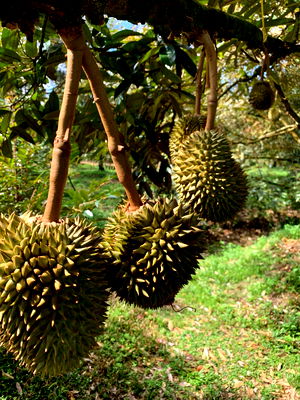 ที่ดิน เขาชะเมา ระยอง : ขายสวนทุเรียน + ที่ดินโฉนด ครุฑแดง 1 ไร่ 300 ตรว ชะเมา ระยอง มีหมอนทอง 80 ต้น อายุ 10 ปี เก็บผลผลิตได้แล้ว