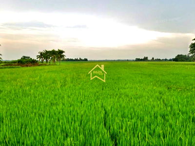 ขายที่ดิน : ขาย ที่ดิน 10 ไร่ ต.บ้านไร่ อ.บางกระทุ่ม จ.พิษณุโลก