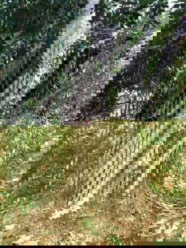 รูป ขายที่ดินเปล่า เนื้อที่ 17ไร่ 64 ตรว. ต.ดอนทอง อ.เมืองพิษณุโลก จ.พิษณุโลก - รูปที่ 6/9