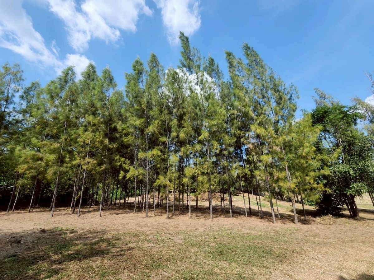 picture Land for sale in Kaeng Krachan with buildings. Total area 12-2-49 rai, with road frontage. Front width 50 meters, depth 440 meters. - 6/8