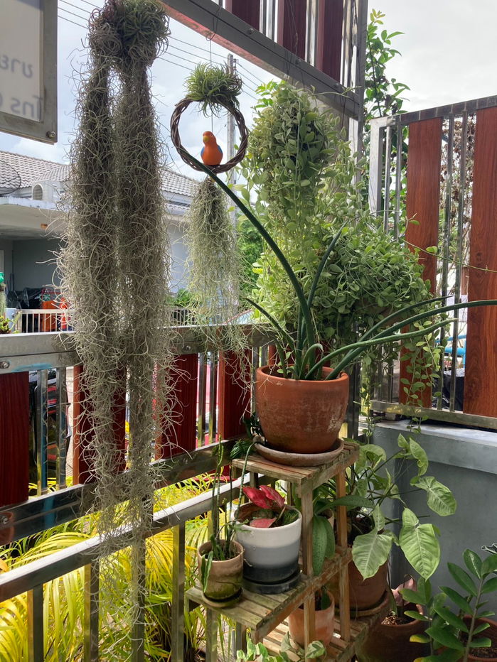 รูป ขายบ้านทาวเฮาส์หลังมุมหน้าสวน โซนฉลอง ภูเก็ต ตรงข้ามโรบินสัน - รูปที่ 5/24