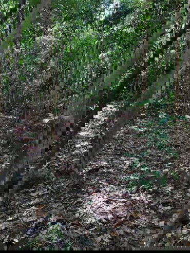 รูป ขายที่ดินเปล่า เนื้อที่ 17ไร่ 64 ตรว. ต.ดอนทอง อ.เมืองพิษณุโลก จ.พิษณุโลก - รูปที่ 5/9