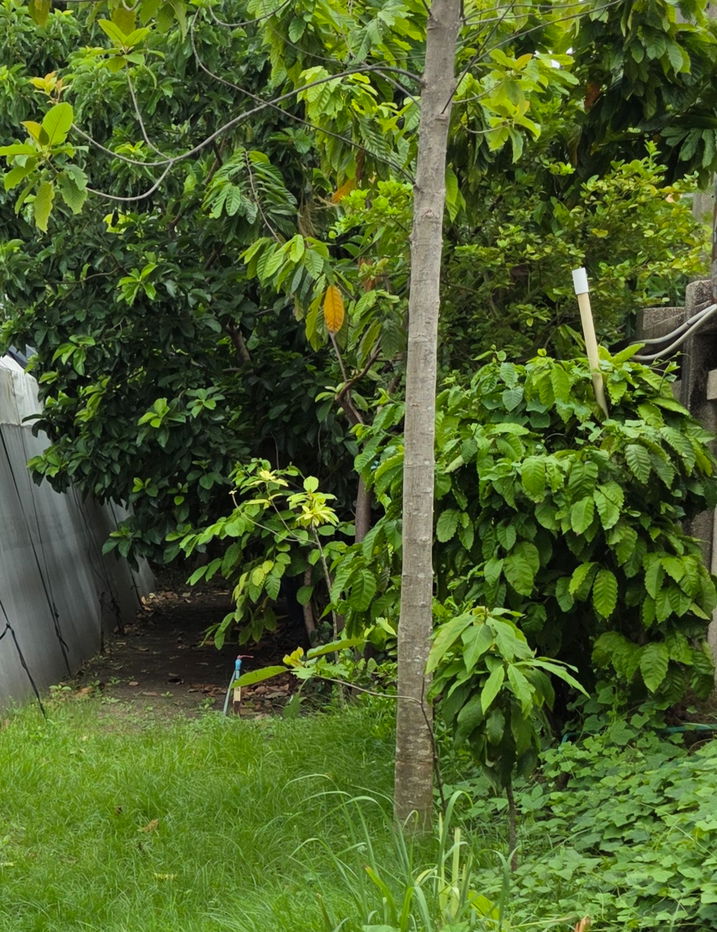 รูป ขายที่ดิน 400 ตร.ว ซอยสุขุมวิท64 พร้อมสิ่งปลูกสร้างเดิม ที่สวยแปลงสี่เหลี่ยม ไฟฟ้า ประปาพร้อมใช้  ใก้ลBTSปุณณวิถี ทางด่วน ทรูดิจิตอลพาร์ค ต่อรองได้  - รูปที่ 1/1