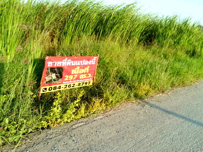 ที่ดิน บางใหญ่ นนทบุรี : ขาย​ที่ดินเปล่า 297 ตร.ว.บางใหญ่ นนทบุรี  ใกล้ตลาดล่ำซำ ตลาดนัดลุงออม เหมาะลงทุนสร้างหอพัก / อพาร์ตเมนต์ / Home Office / บ้านพร้อมออฟฟิศ