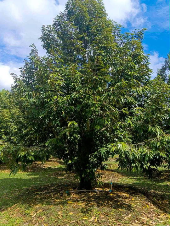 picture Urgent sale: Durian orchard with house, 10 rai (approximately 4 acres), 850,000 baht per rai. - 5/9