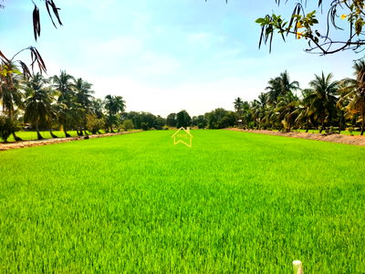 ที่ดิน วิทยาลัยเทคนิคนนทบุรี : ขายถูก ที่ดิน 4 ไร่ 1 งาน 59.6 ตารางวา อ.ไทรน้อย จ.นนทบุรี