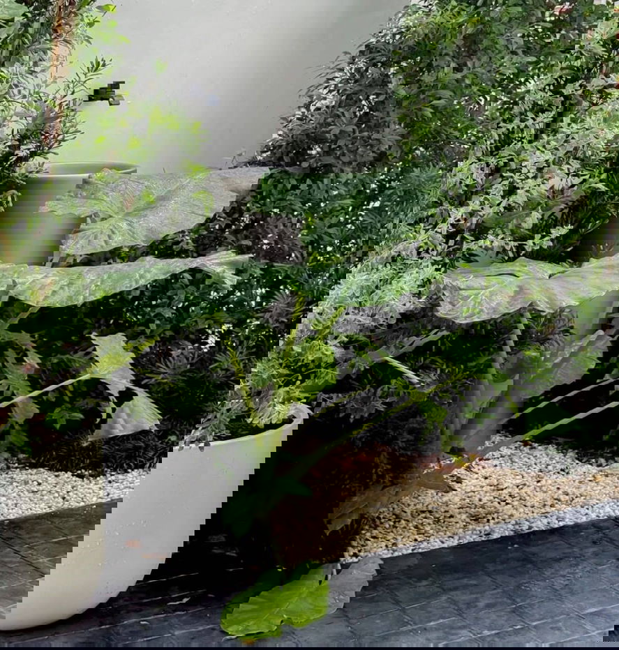 รูป พลูวิลล่าให้เช่า รีเจนท์ 9 พายัพ พลูวิลลา 4 ห้องนอน พร้อมเข้าอยู่ ใกล้เมือง เดินทางสะดวก - รูปที่ 40/44