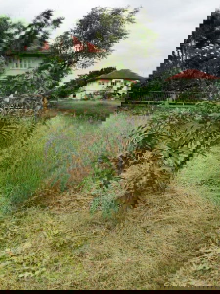 รูป 🏞️ขายที่ดินสวย ในจังหวัด ปทุมธานี​ แปลงหัวมุม พร้อมโอน - รูปที่ 6/9