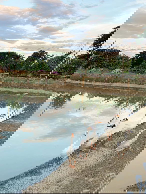 รูป ขายบ้านไม้สักหลังใหญ่และหลังเล็ก พร้อมโบกี้รถไฟ บนที่ดิน จ.แพร่ กว่า8ไร่ ติดถนนเลียบคลองฯ วิวภูเขา อนาคตใกล้สนามบินและรถไฟรางคู่ (กำลังก่อสร้าง) - รูปที่ 34/44