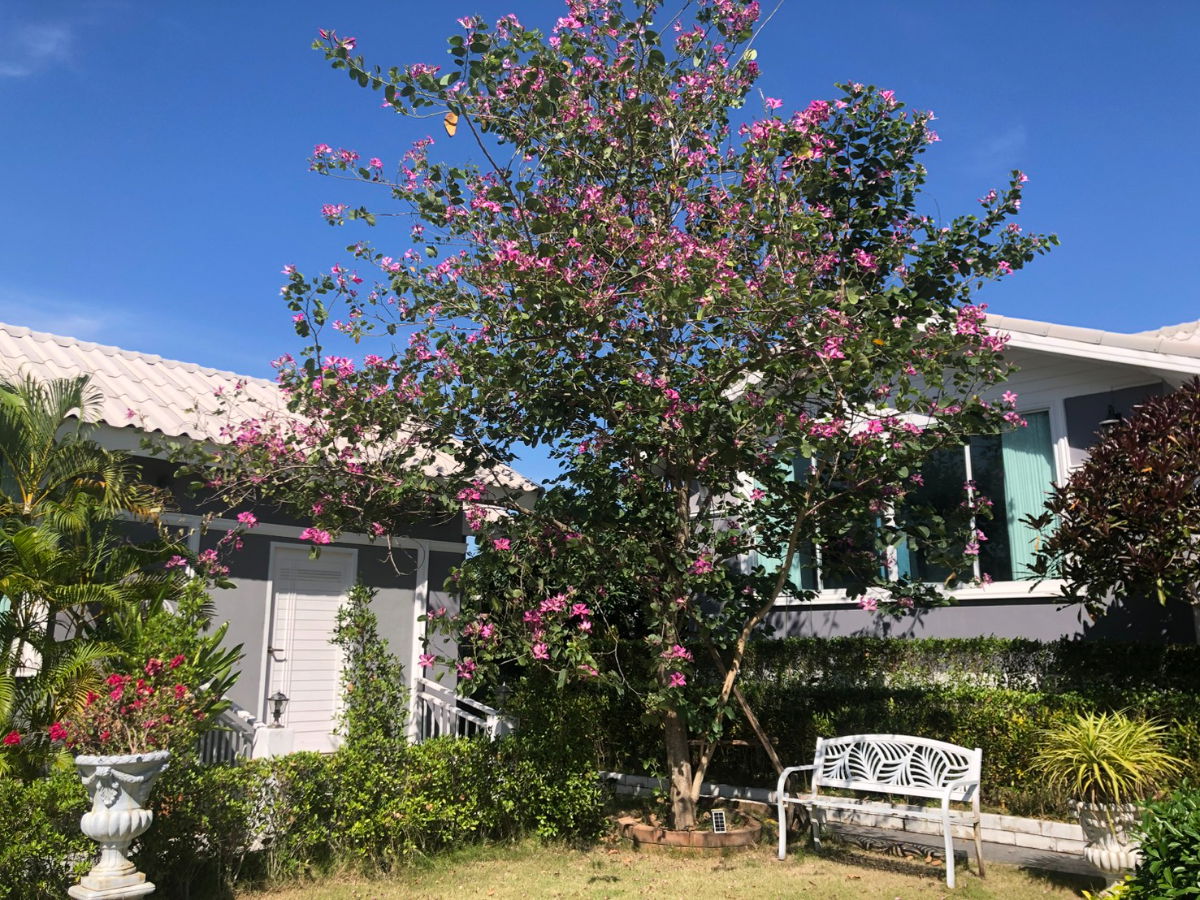 picture For Rent European-Style Resort, Khlong Sam, Lam Luk Ka Khlong Sam, Lam Luk Ka 4 houses 5 brs, and 5 brs, - 21/40