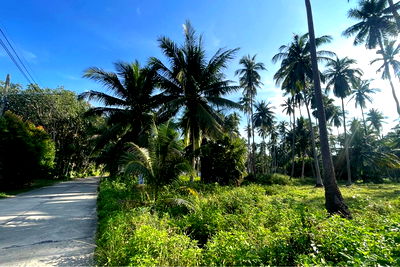 ที่ดิน เกาะสมุย สุราษฎร์ธานี : [920121083-24] A Piece of Paradise For Long Lease