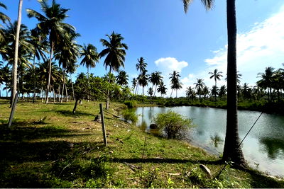 ที่ดิน สิชล นครศรีธรรมราช : [920121030-258] ที่ดินติดแหล่งน้ำธรรมชาติ และใกล้ชายหาดเพียง 50 เมตร