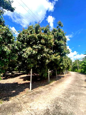 ที่ดิน หางดง เชียงใหม่ : ที่ดินสำหรับปล่อยขาย 3,200 ตารางเมตร แถว ใน หนองตอง (ID 2498136)