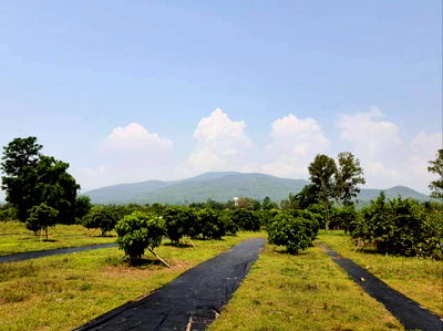 Land for sale : Urgent Sale! Beautiful longan orchard land with scenic views, Ban Hong District, Lamphun Province.