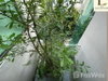 listing thumbnail image 27