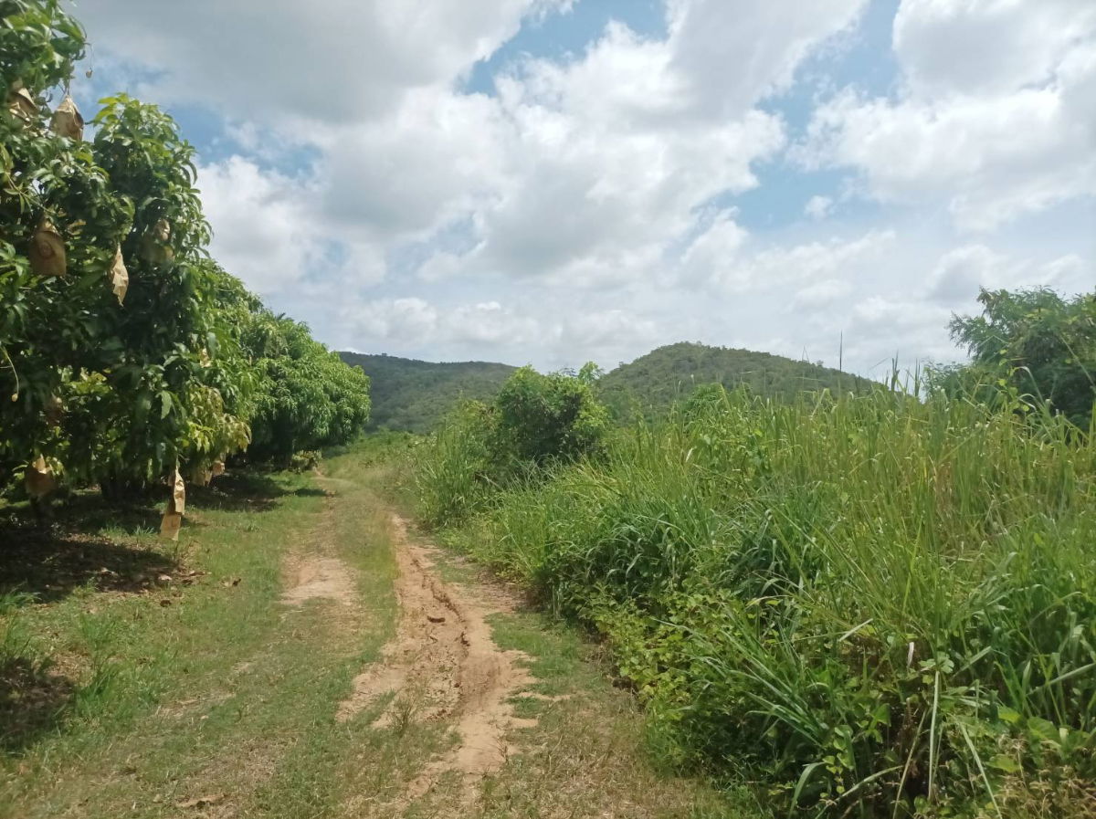 picture Beautiful Mountain View Land for Sale in Pranburi | 21,188 Sq.m. Plot in Nong Ta Taem - U5715290 - 3/20