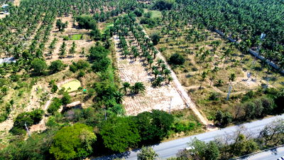 ที่ดิน ประจวบคีรีขันธ์ : ขายที่ดินทับสะแกแลนด์ 5-3-96 ไร่ ติดถนนสายเอเชีย ทำเลทอง ราคาสำหรับนักลงทุน เพชรเกษมขาล่องใต้ ประจวบคีรีขันธ์