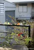 listing thumbnail image 15