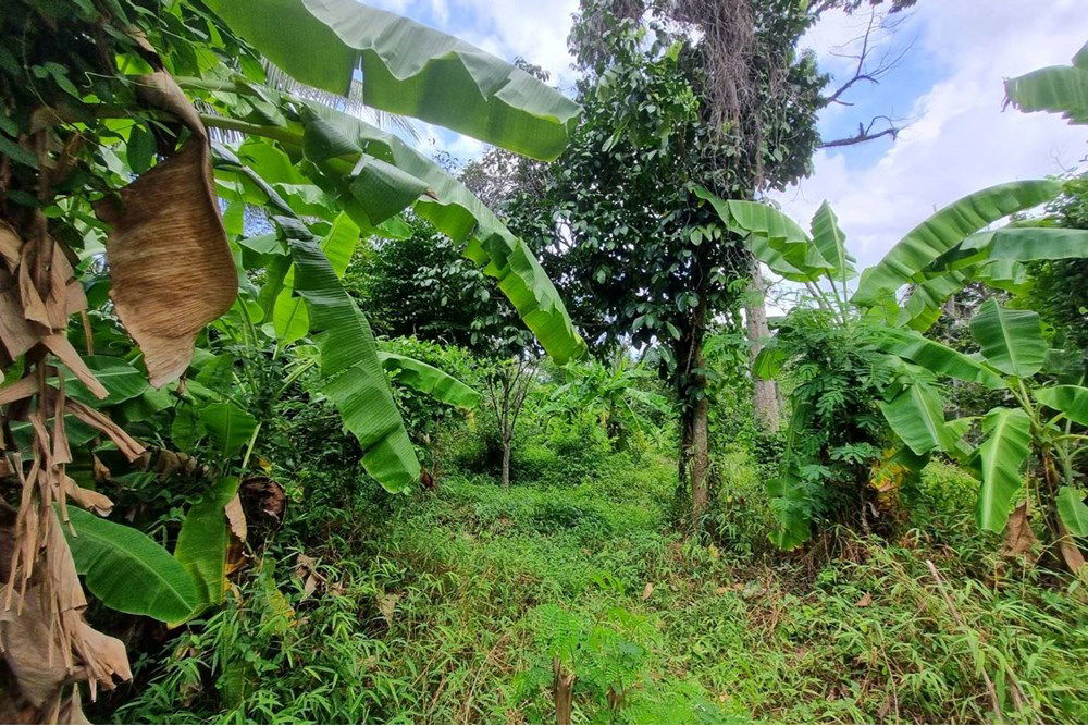 รูป [920121079-29] ขายที่ดินพร้อมสวนผลไม้ที่ตลิ่งงาม เกาะสมุย - รูปที่ 4/9