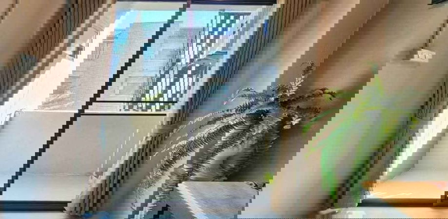 picture Condo for rent with 1 bedroom, 1 bathroom and 1 kitchen. - 8/11