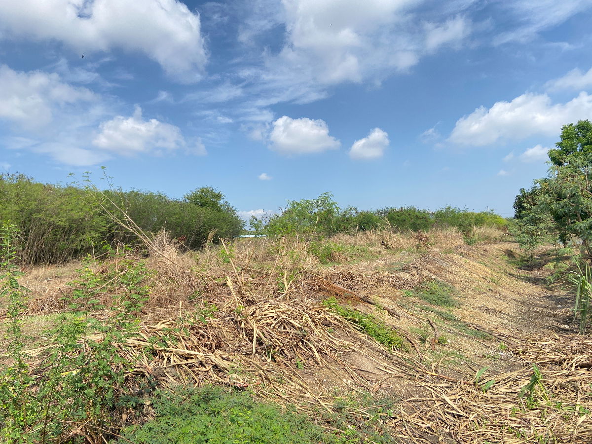 รูป ทำเลสร้างโรงงานอมตะชลบุรี ติดถนนเรียบมอเตอร์เวย์บ้านเก่า-บางนางหมู่5ติดถนน3ด้าน - รูปที่ 8/10